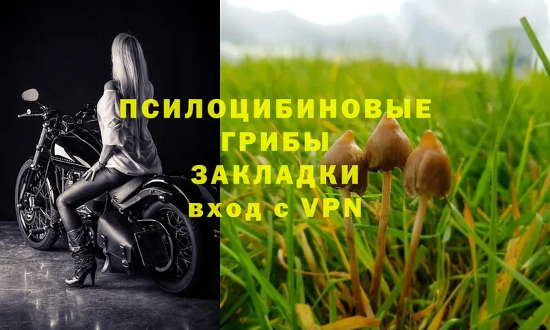 купить закладку  Велиж  Псилоцибиновые грибы Psilocybe 